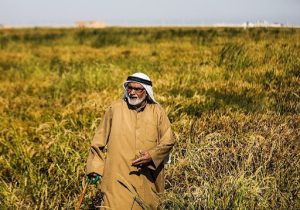 کشاورزی خوزستان زیر سایه تصمیمات متناقض/ آبیاری قطره‌ای روشی راهگشا