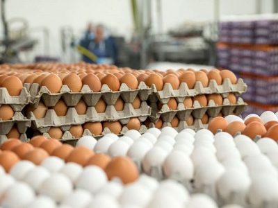 شوک تازه در بازار تخم‌مرغ؛ رشد ۱۴۴ درصدی از تیر تا آبان