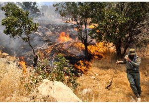 قصابی بلوط‌ها؛ زخم‌های غفلت بر تن زاگرس