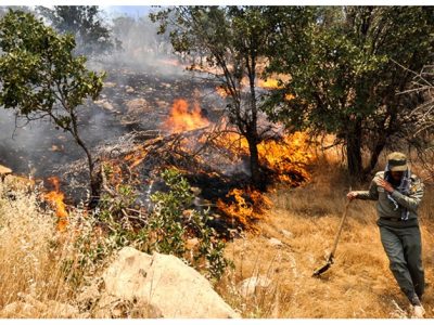 قصابی بلوط‌ها؛ زخم‌های غفلت بر تن زاگرس