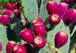  انجیر هندی، راهکاری پایدار برای تغذیه و دامداری در شرایط کم‌آبی