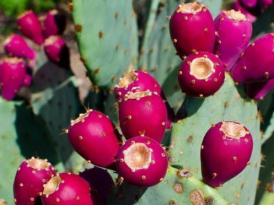  انجیر هندی، راهکاری پایدار برای تغذیه و دامداری در شرایط کم‌آبی