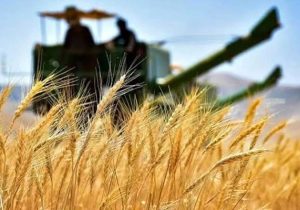 بدهی غولآسای دولت به کشاورزان/۱۶۵ هزار میلیارد تومان مطالبه معوق؛ دغدغه تازه تولیدکنندگان گندم