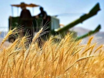 بدهی غول‌آسای دولت به کشاورزان/۱۶۵ هزار میلیارد تومان مطالبه معوق؛ دغدغه تازه تولیدکنندگان گندم